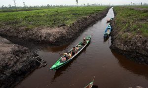 Greenpeace Putuskan Hubungan Setelah APP/Sinar Mas Terkait Kembali Praktek Deforestasi