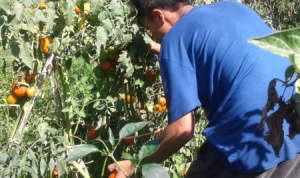 Petani Keluhkan Anjloknya Harga Tomat