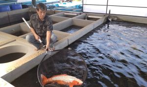 Ikan Koi Cibeber Raih Juara Nasional
