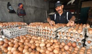Harga Telur Tak Terkendali