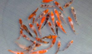 Hashirama Koi Tawarkan Ikan Hias Berkualitas