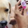Ratusan Ekor Anjing Liar 'Dilenyapkan'