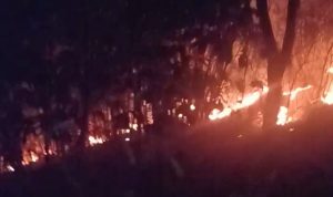 30 Hektar Lahan Pertanian dan Hutan Terbakar Sepanjang Januari-Agustus 2019