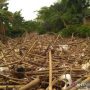 Sungai Cikeas Bekasi Tertutup Ribuan Kubik Sampah Bambu