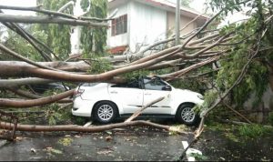 Cianjur Dilanda Hujan Angin, Satu Mobil Ringsek Tertimpa Pohon