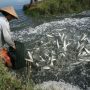 Dinas Kelautan Uji Coba Budidaya Ikan Bandeng