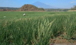 Waduk Setupatok Cirebon Mengering, Warga Buka Lahan Pertanian