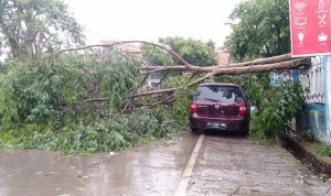 Cianjur Dilanda Hujan Angin, Pohon Tumbang Timpa Mobil