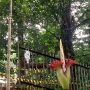 Bungkai Bangkai Amorphophallus Titanum Mekar Sempurna di Kebun Raya Bogor