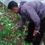 Musim Penghujan, Petani Pakcoy di Cianjur Merugi