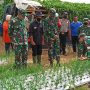 Aster Panglima TNI Tinjau Lokasi Ketahanan Pangan di Pacet Cianjur