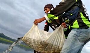 Pulihkan Ekosistem, Komunitas Mancing BMWC Tanam Ribuan Benih Ikan di Waduk Cirata