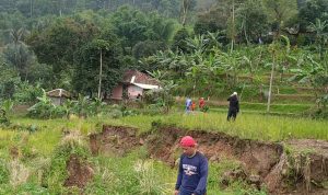 Tiga Hektar Sawah Rusak Akibat Pergerakan Tanah di Kampung Cipari Sukaresmi Cianjur