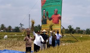 Wagub Jabar Panen Raya Padi Inovasi Teknologi Jamu Biogro di Bojongpicung Cianjur