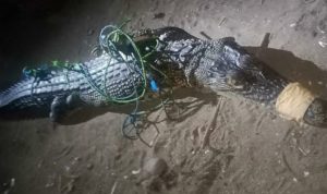 Buaya Berukuran 2 Meter Ditangkap Warga di Cidaun Cianjur, Pakai Jaring Ikan