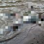 Sesosok Mayat Ditemukan di Sungai Cibuni Agrabinta Cianjur, Identitasnya Belum Diketahui