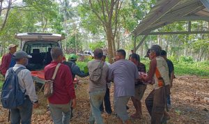 Nahas! Seorang Penebang Pohon di Agrabinta Cianjur Tewas Tertimpa Pohon yang Ditebangnya Sendiri