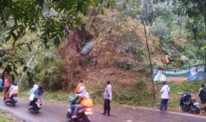 Pohon Tumbang di Ruas Jalan Cibeber-Campaka, BPBD Cianjur: Sudah Lancar Tapi Masih Buka Tutup