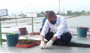 Launching Karaos, Pemkab Cianjur Kembangkan Lahan 40 Hektar Jadi Sentra Produksi Kentang