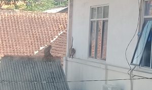 Heboh, Dua Ekor Monyet Berkeliaran di Kantor Kecamatan Cianjur