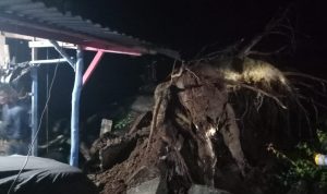 Pohon Raksasa Tumbang, Hancurkan Rumah dan Musala