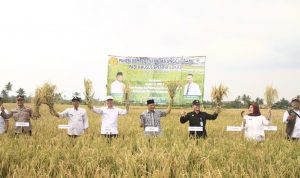 Panen Padi Varietas Mantap Tembus 9 Ton per Hektar, Budhy Setiawan: Harus Dipromosikan ke Seluruh Petani