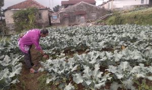 Kualitas Sayur Brokoli Buruk, Petani di Pacet Alami Kerugian