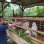 Pembibitan Domba di Cianjur Masih Terkendala Lahan