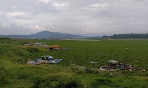 Hamparan Eceng Gondok 60 Hektare Ganggu Aktivitas Warga