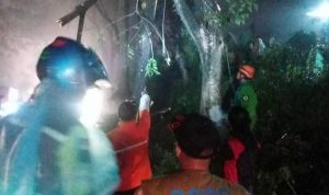 Pohon Setinggi 25 Meter Tumbang di Cugenang Cianjur, Arus Lalulintas Sempat Macet 2 Kilometer