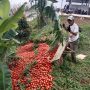 Harga Tomat Anjlok, Bupati Cianjur Minta Dinas Pertanian Segera Cari Solusi