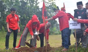 Gerakan Merawat Pertiwi, PDIP Cianjur Tanam Ratusan Pohon Mahoni