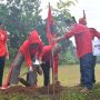 Gerakan Merawat Pertiwi, PDIP Cianjur Tanam Ratusan Pohon Mahoni
