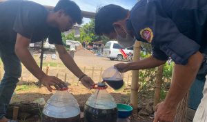 Urine Kelinci Disulap Menjadi Pupuk Tanaman di Cianjur