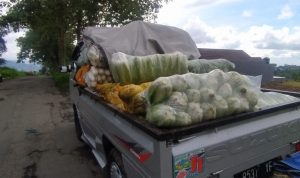 Harga Sayuran di Pacet Cianjur Anjlok, Petani: Boro-boro untung kembali modal sudah alhamdulillah