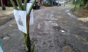 Jalan Provinsi Menuju Cianjur Selatan Rusak Parah, Mahasiswa dan Warga Lakukan Aksi Tanam Pohon Pisang