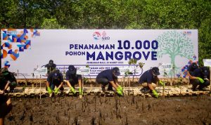 Peringati Dua Dekade Gerakan APU PPT Indonesia, BRI dan PPATK Tanam 10.000 Mangrove di Bali