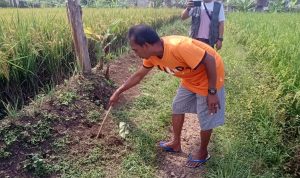 Warga Kampung Mekarsari Cianjur Dihebohkan Penemuan Janin Bayi yang Dikubur di Pematang Sawah