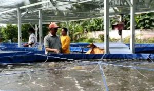 Kelompok Pembudidaya Ikan Nila di Cibeber Terima Bantuan Bioflok
