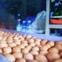 Telur Puyuh Pun Juga Ikut Naik Rp40 ribu per kilogram