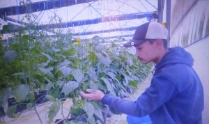 Gapoktan Mujagi Sukses Kembangkan Tomat Momotaro