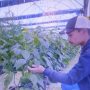 Gapoktan Mujagi Sukses Kembangkan Tomat Momotaro