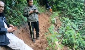 Puluhan Pohon Ganja Ditemukan di Cianjur, Ini Lokasinya 