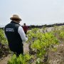 Jabar Gencarkan Penanaman Jutaan Bibit Mangrove di Pesisir Utara