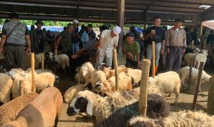 Dampak PMK, Penjualan Hewan Kurban di Cianjur Belum Naik Signifikan
