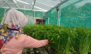 Dikelola KWT, Pemdes Gelaranyar Pagelaran Kembangkan Pertanian Hidroponik