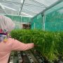 Dikelola KWT, Pemdes Gelaranyar Pagelaran Kembangkan Pertanian Hidroponik