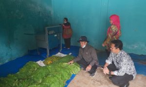 DBHCHT Dimanfaatkan untuk Membantu Petani Tembakau di Cianjur