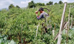 Petani Cabai di Cianjur Keluhkan Harga Jual Turun Drastis
