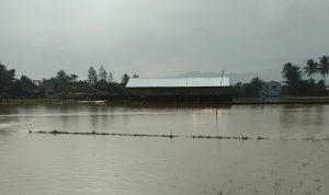 Sungai Cikondang Meluap, Puluhan Hektare Sawah Rusak Terendam Banjir di Cibeber Cianjur